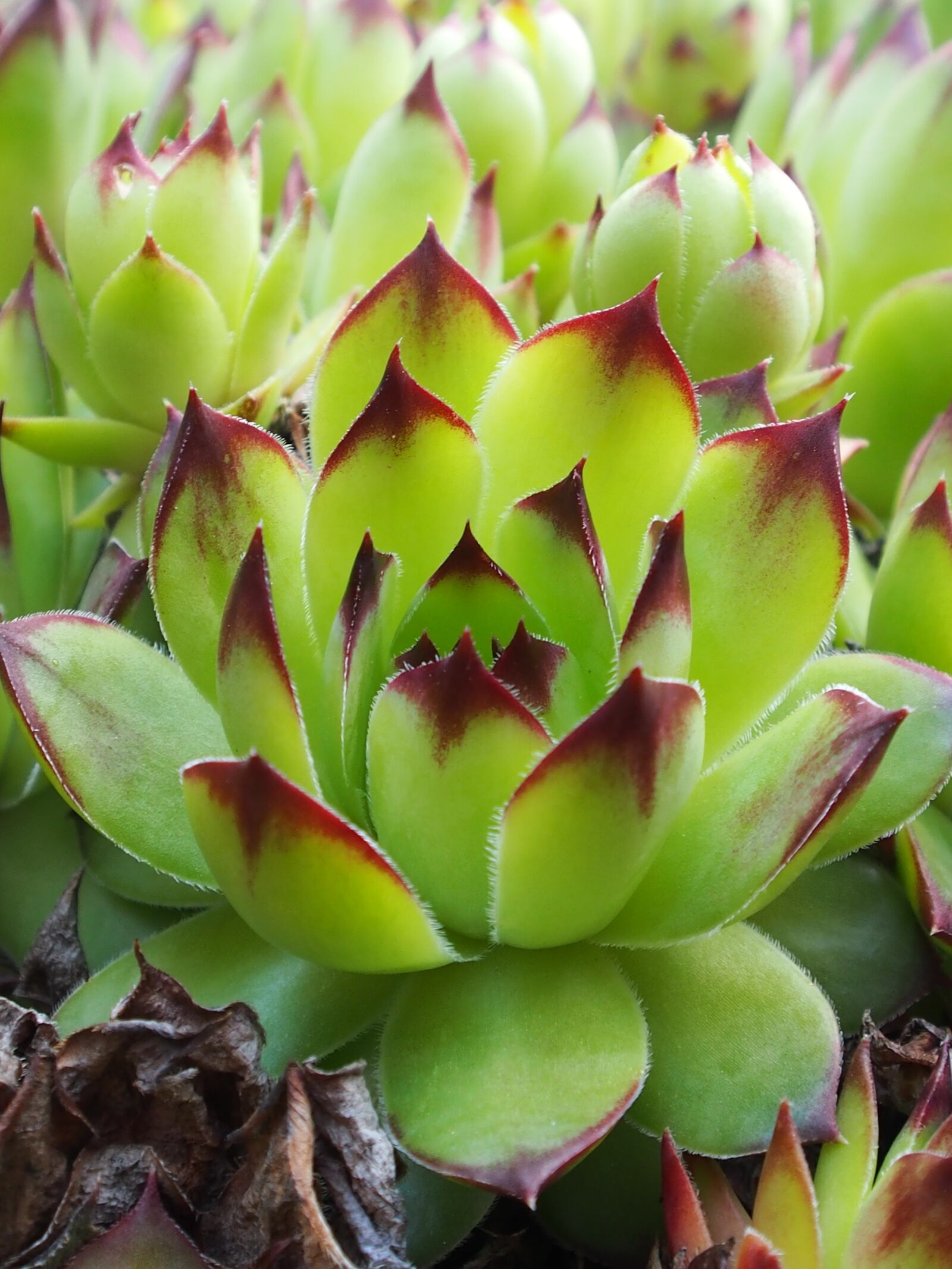 Olympus OM-D E-M5 sample photo. Cactus, tropical, green photography