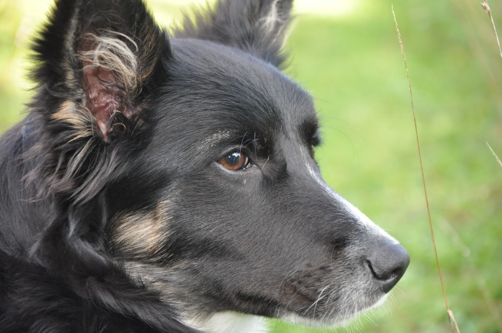 Nikon D90 sample photo. Dog, portrait, border collie photography