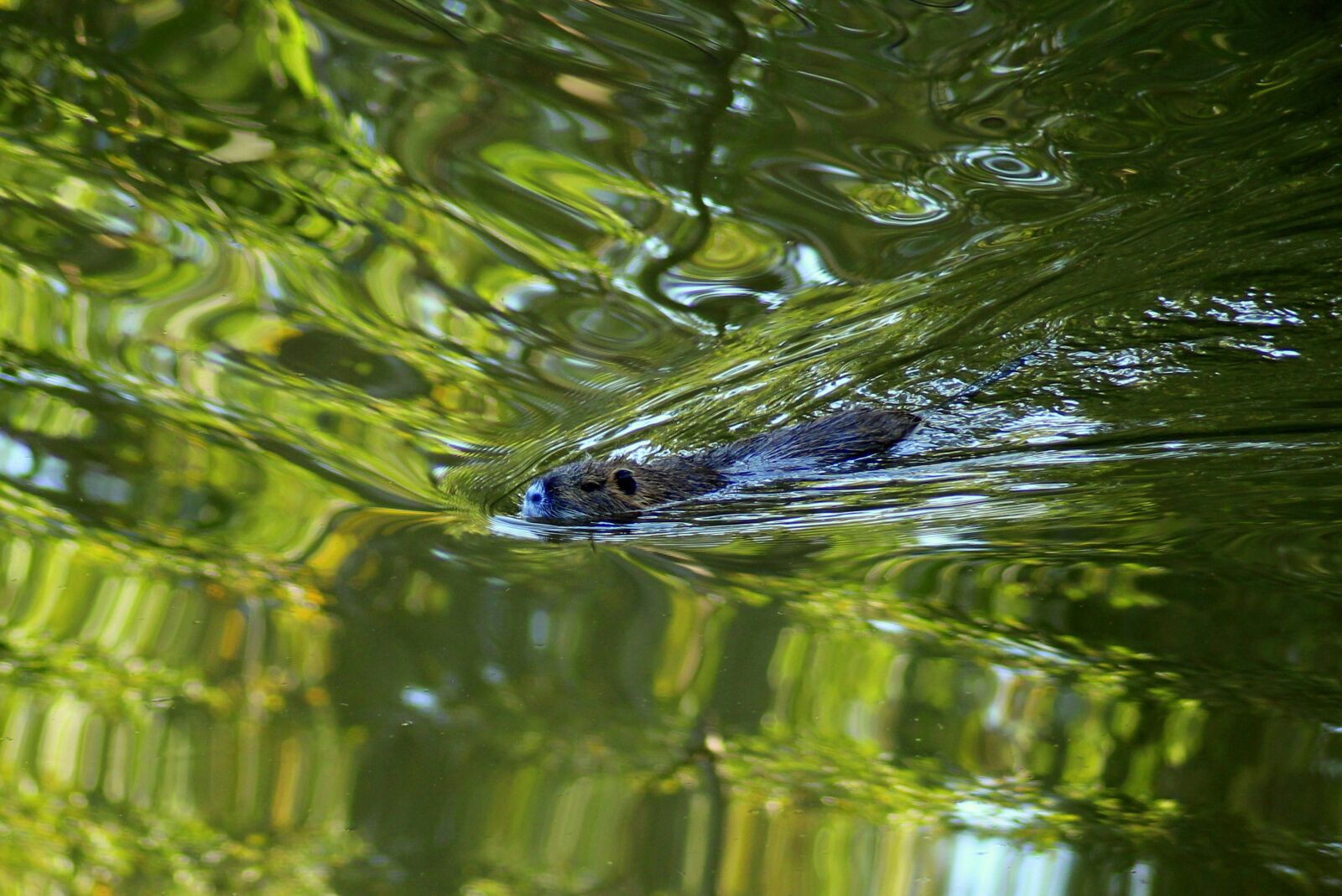Canon EOS 1200D (EOS Rebel T5 / EOS Kiss X70 / EOS Hi) sample photo. Animal, nutria, aquatic animals photography