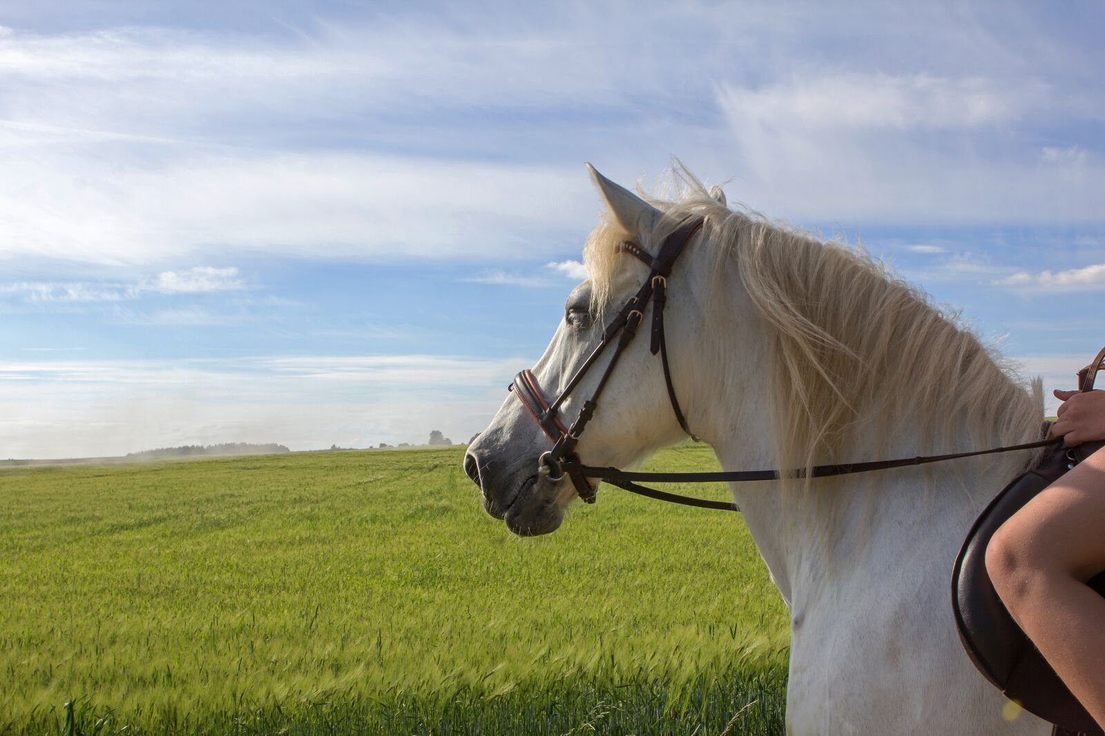 Canon EOS 60D + Canon EF 24-70mm F2.8L USM sample photo. Horse, nature, animal photography