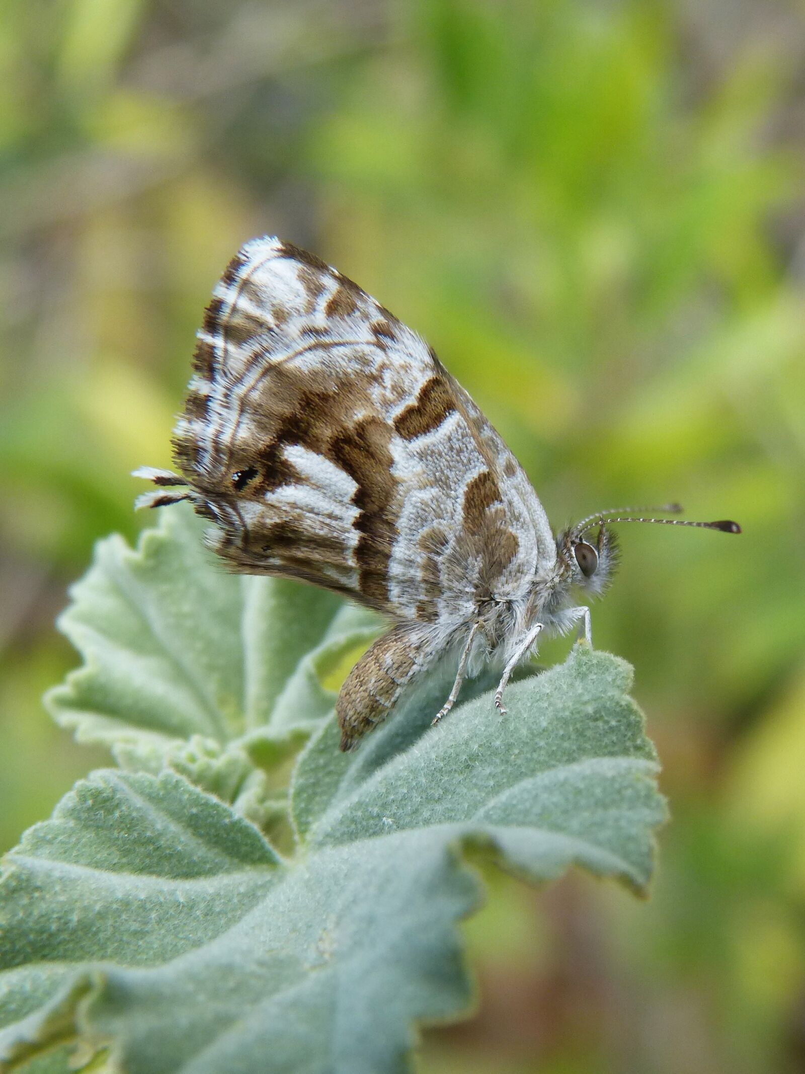 Panasonic DMC-FZ62 sample photo. Cacyreus marshalli, butterfly, butterfly photography