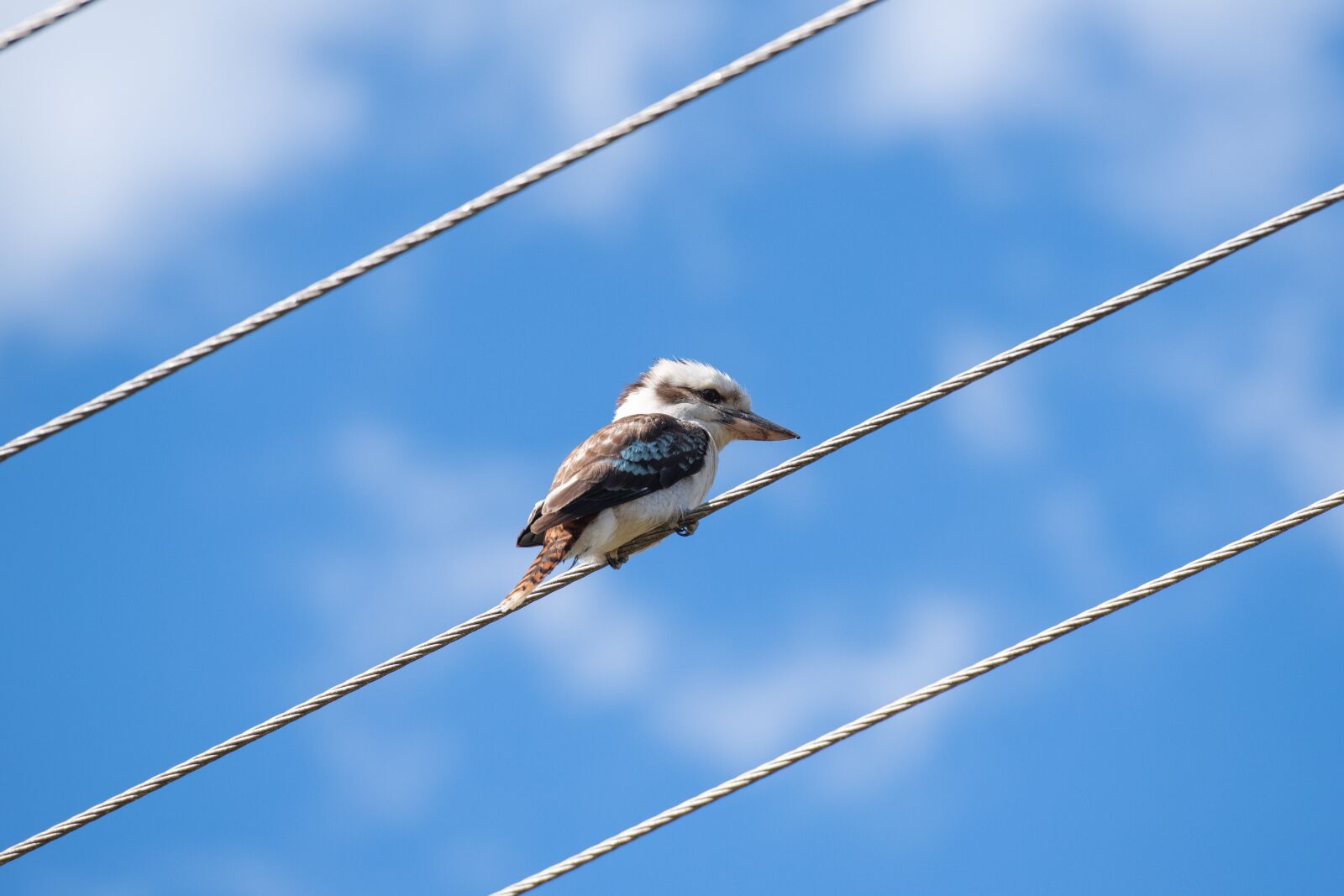 Nikon D850 sample photo. Laughing kookaburra, kingfisher, bird photography