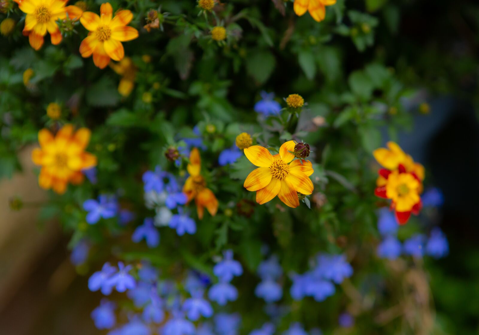 Canon EOS 5D Mark III sample photo. Flower, petals, nature photography