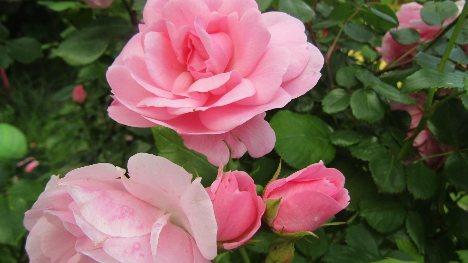 Canon POWERSHOT SX432 IS sample photo. Frame, roses, pink photography