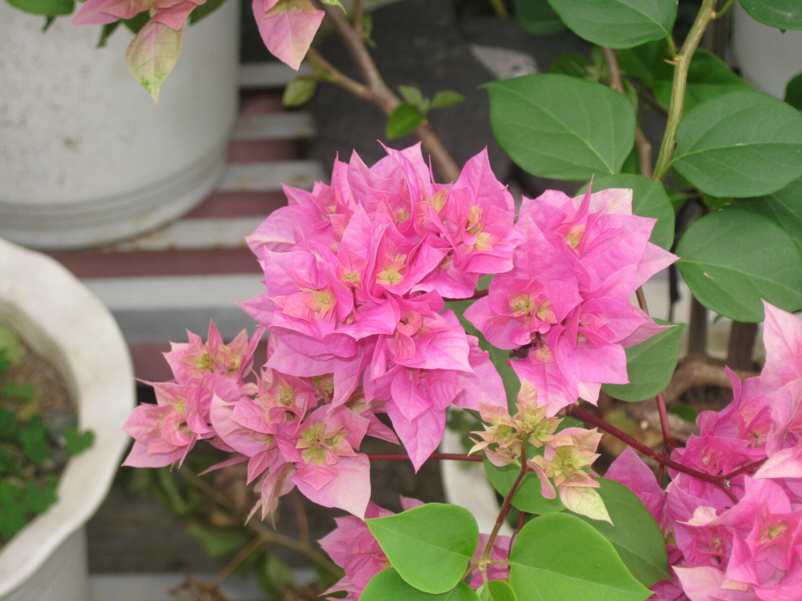 Canon PowerShot SD1100 IS (Digital IXUS 80 IS / IXY Digital 20 IS) sample photo