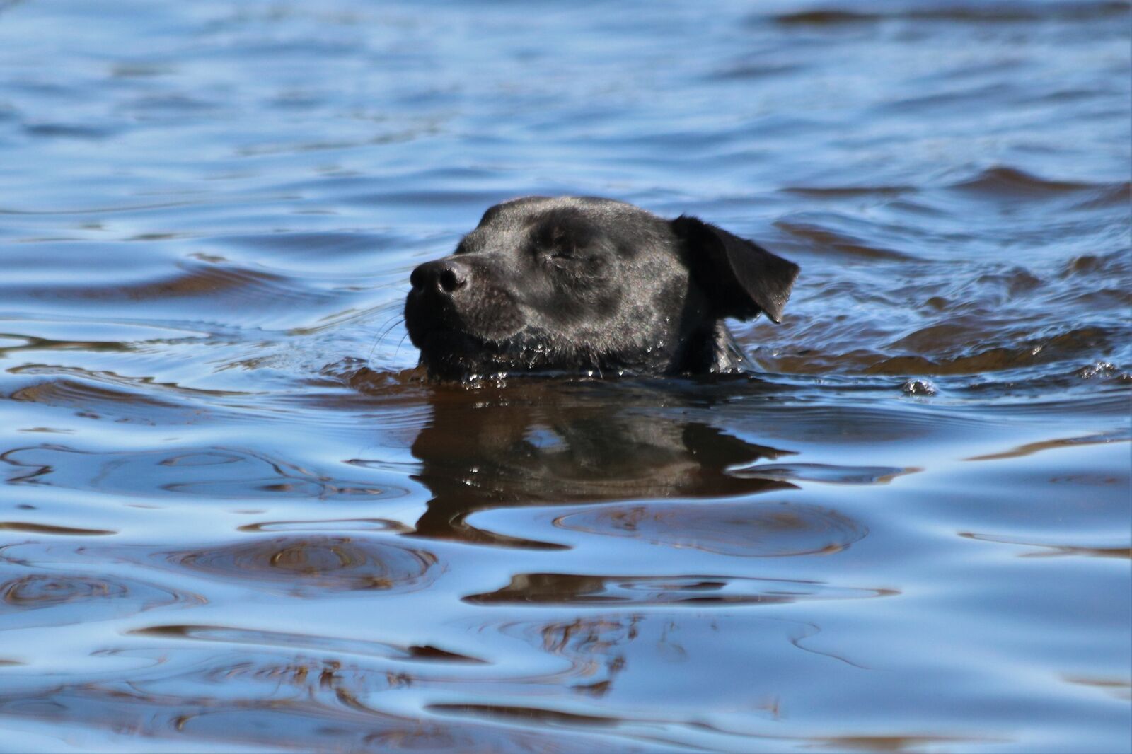 Canon EF 70-300mm F4-5.6 IS USM sample photo. Patterdale terrier, terrier, dog photography