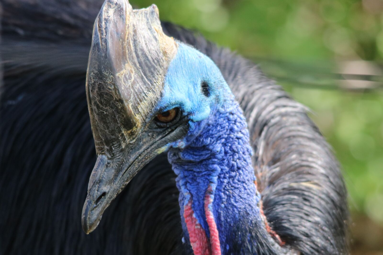 Canon EOS 750D (EOS Rebel T6i / EOS Kiss X8i) sample photo. Cassowary, wildlife, nature photography