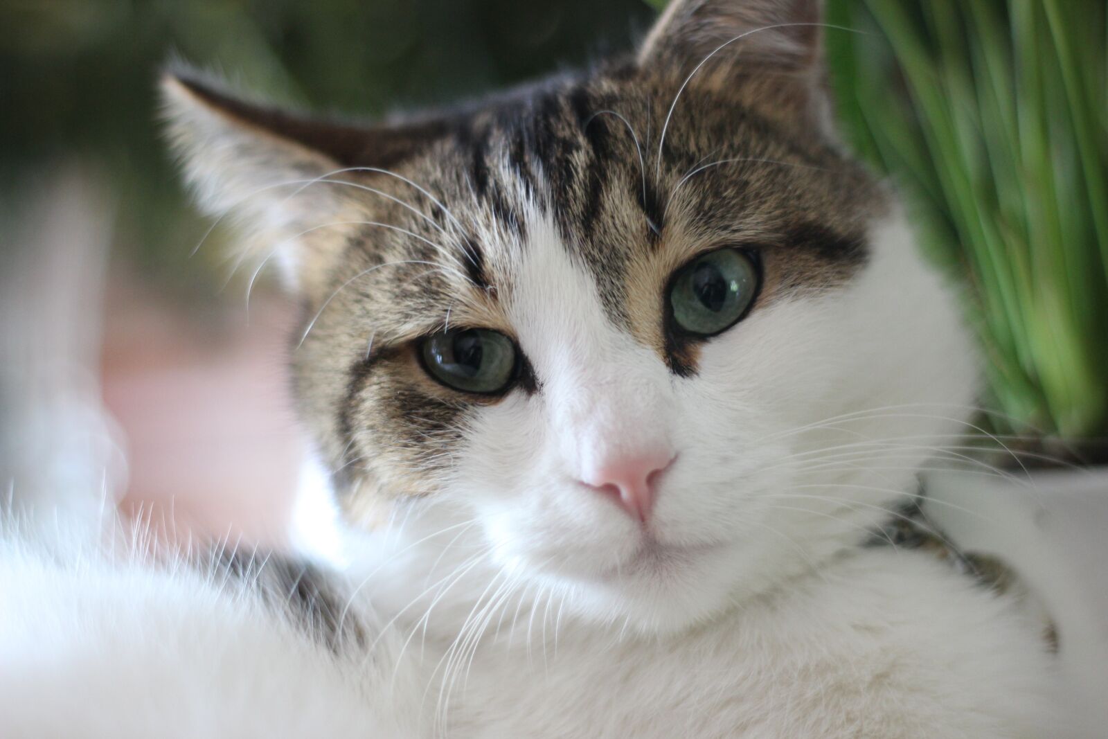 Canon EOS 600D (Rebel EOS T3i / EOS Kiss X5) + Canon EF 50mm F1.8 STM sample photo. Cute, animal, pet photography