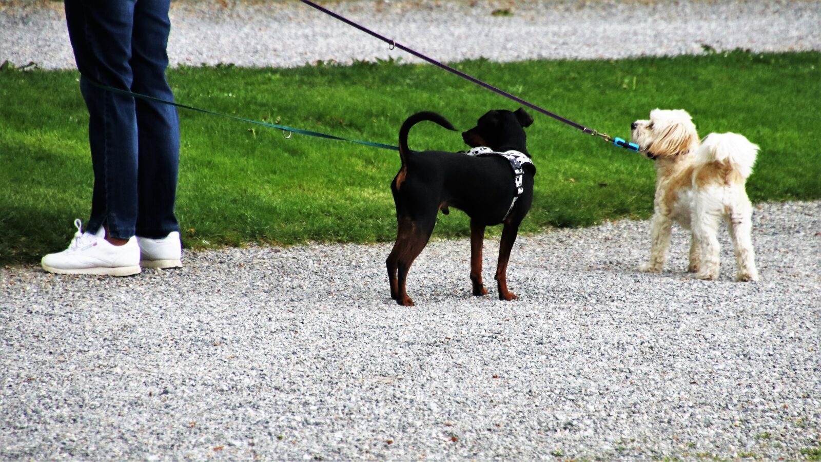 Canon EOS 80D sample photo. Dog house, spacer, on photography