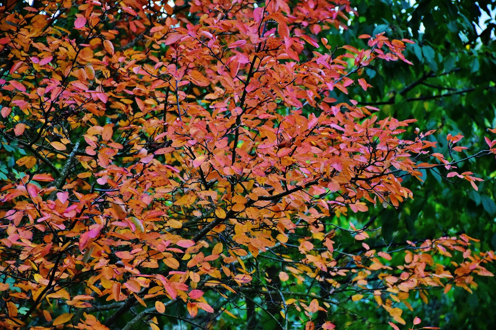Nikon D7200 sample photo. Nature, autumn, tree photography