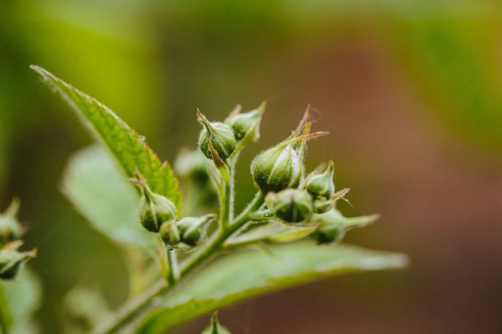 Canon EF 100mm F2.8 Macro USM sample photo. Flower bud, flower garden photography