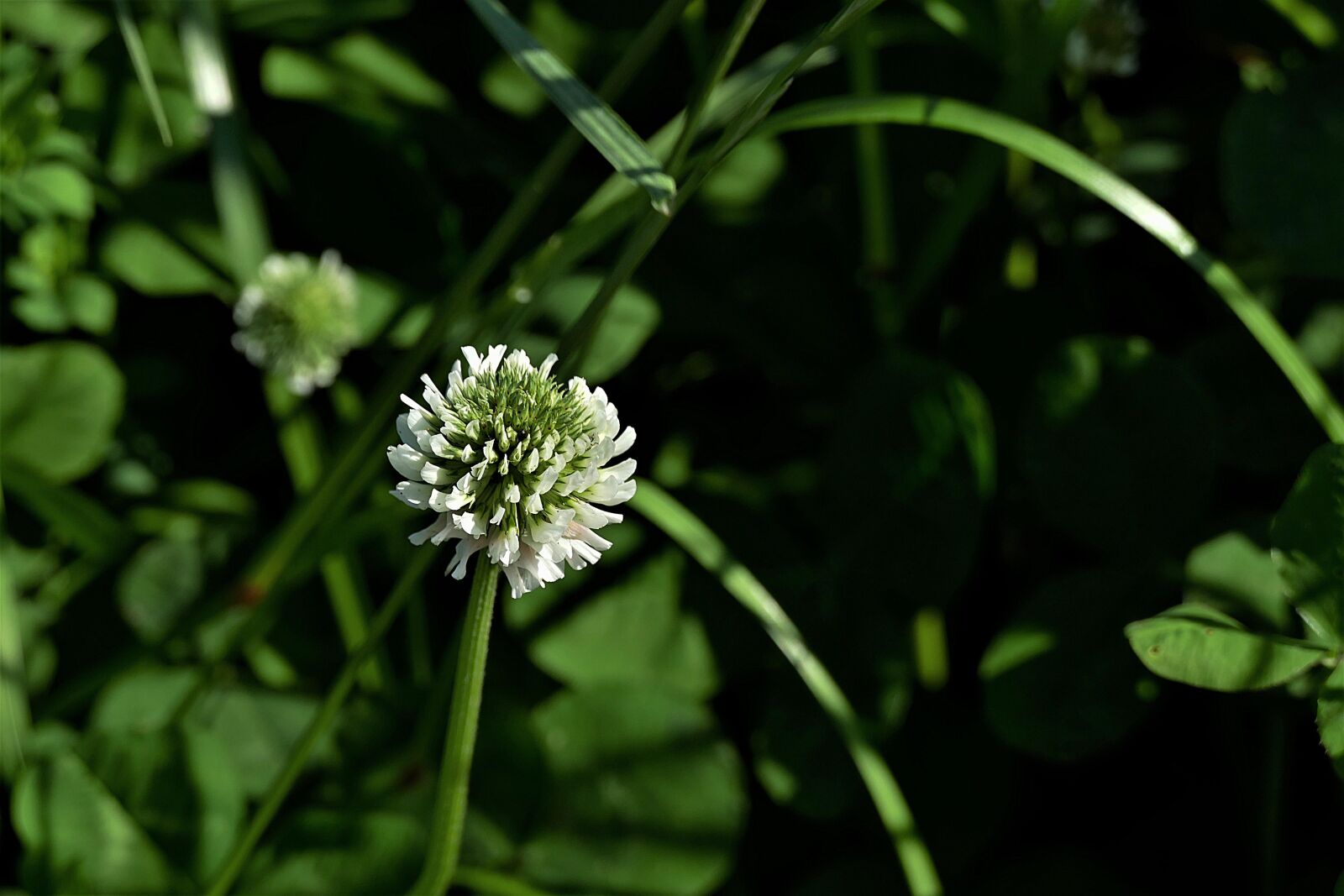 Panasonic Lumix DMC-FZ1000 sample photo. White clover, blossom, bloom photography