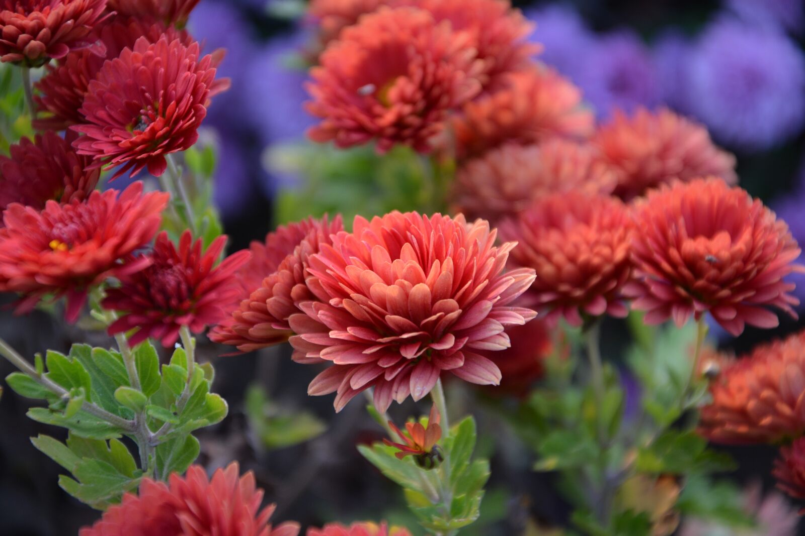 Nikon D7100 sample photo. Flower, chichewa live, vivid photography