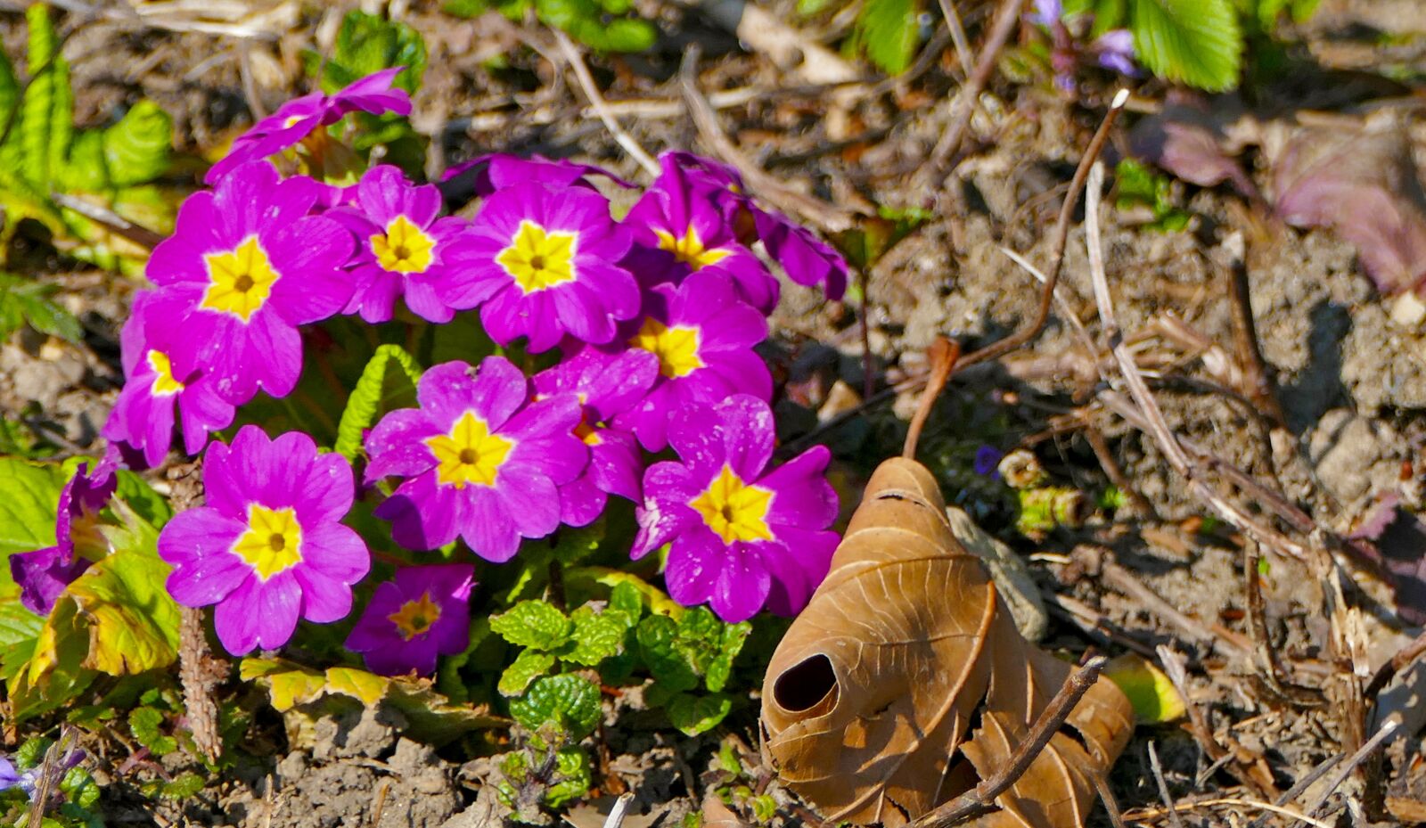 Panasonic Lumix DMC-FZ1000 sample photo. Landscape, nature, garden photography