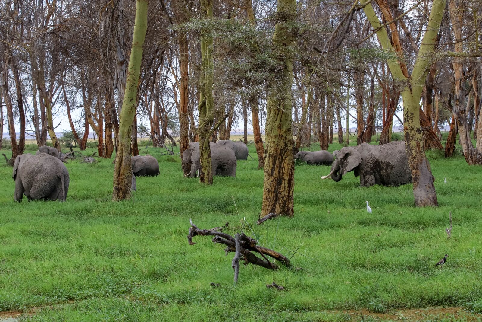 Canon EOS 80D sample photo. Africa, kenya, amboseli photography