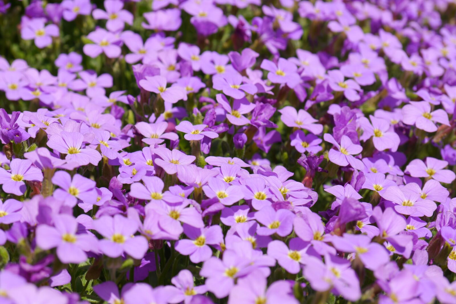 Panasonic Lumix DMC-G5 sample photo. Blue pillow, flowers, purple photography