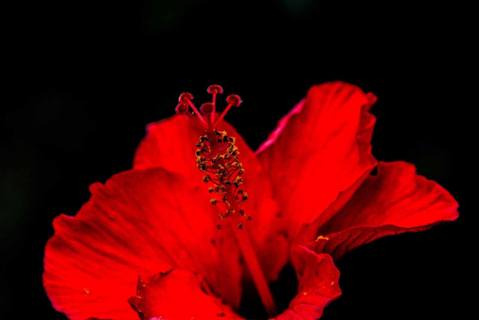 Nikon D7100 sample photo. Flower, plant, nature photography