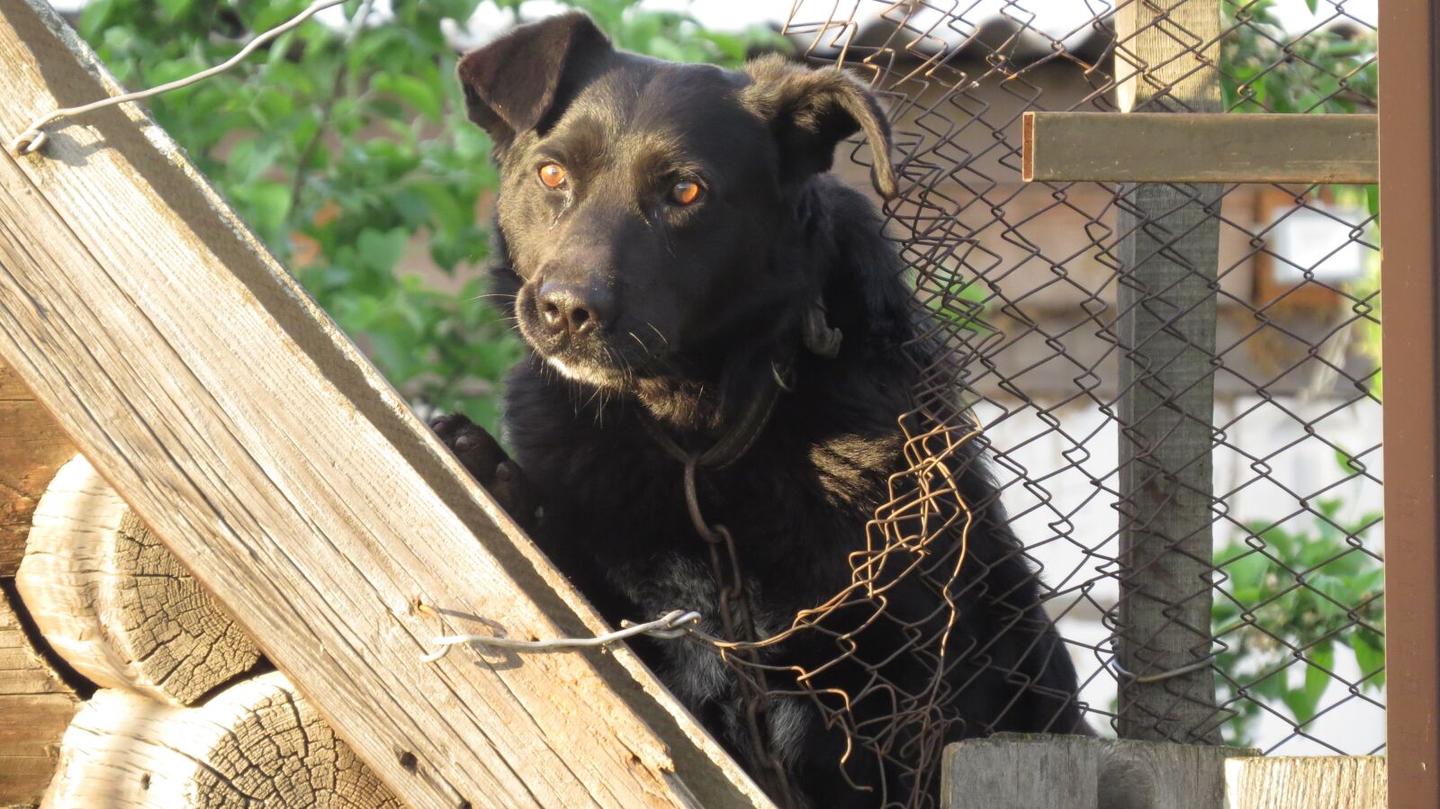 Canon PowerShot SX50 HS sample photo. Dog, black, guard photography