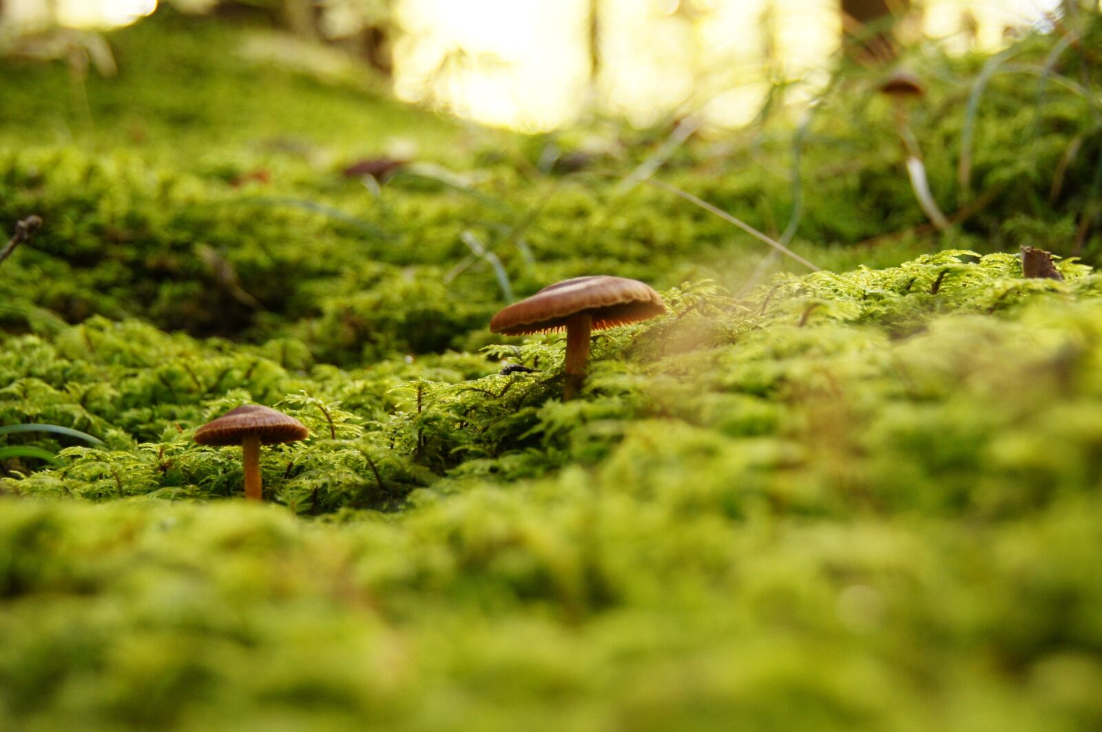 Sony Alpha DSLR-A550 sample photo. Fungus, forest, mushrooms photography