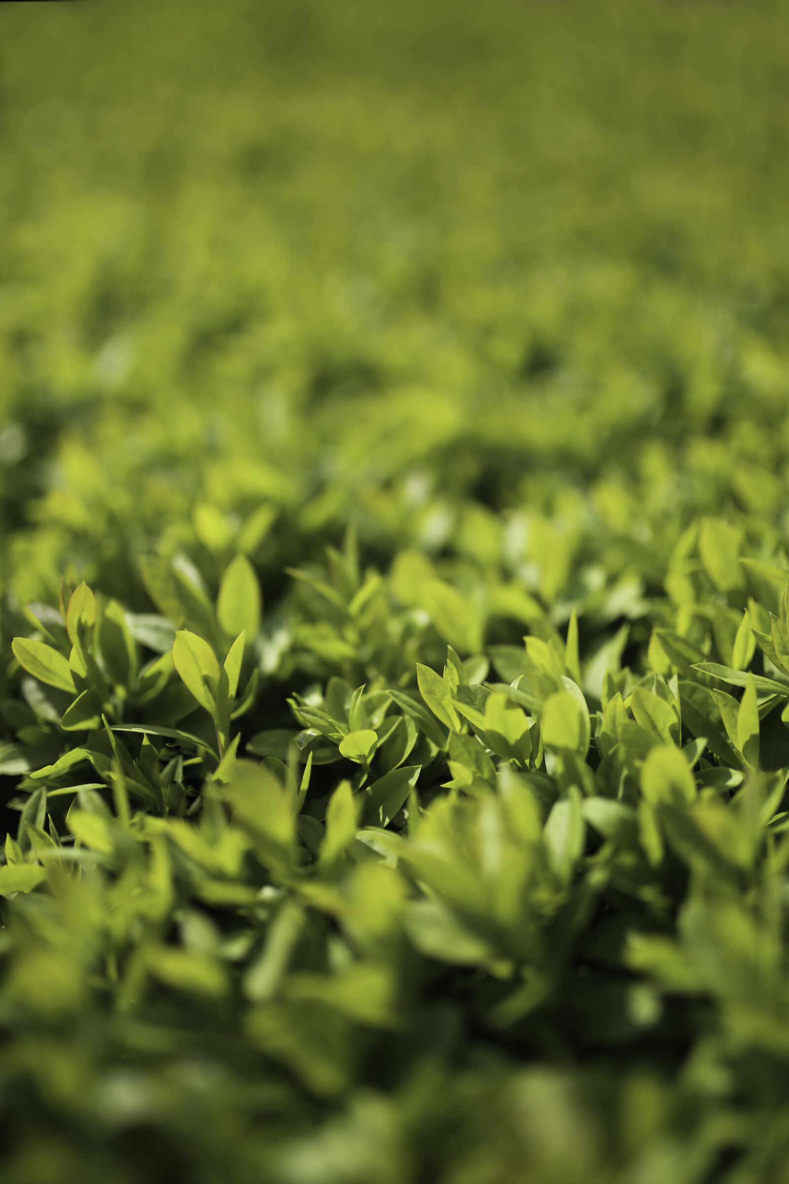 Canon EOS 6D + Sigma 35mm F1.4 DG HSM Art sample photo. Green, leaves, privet, ligustrum photography