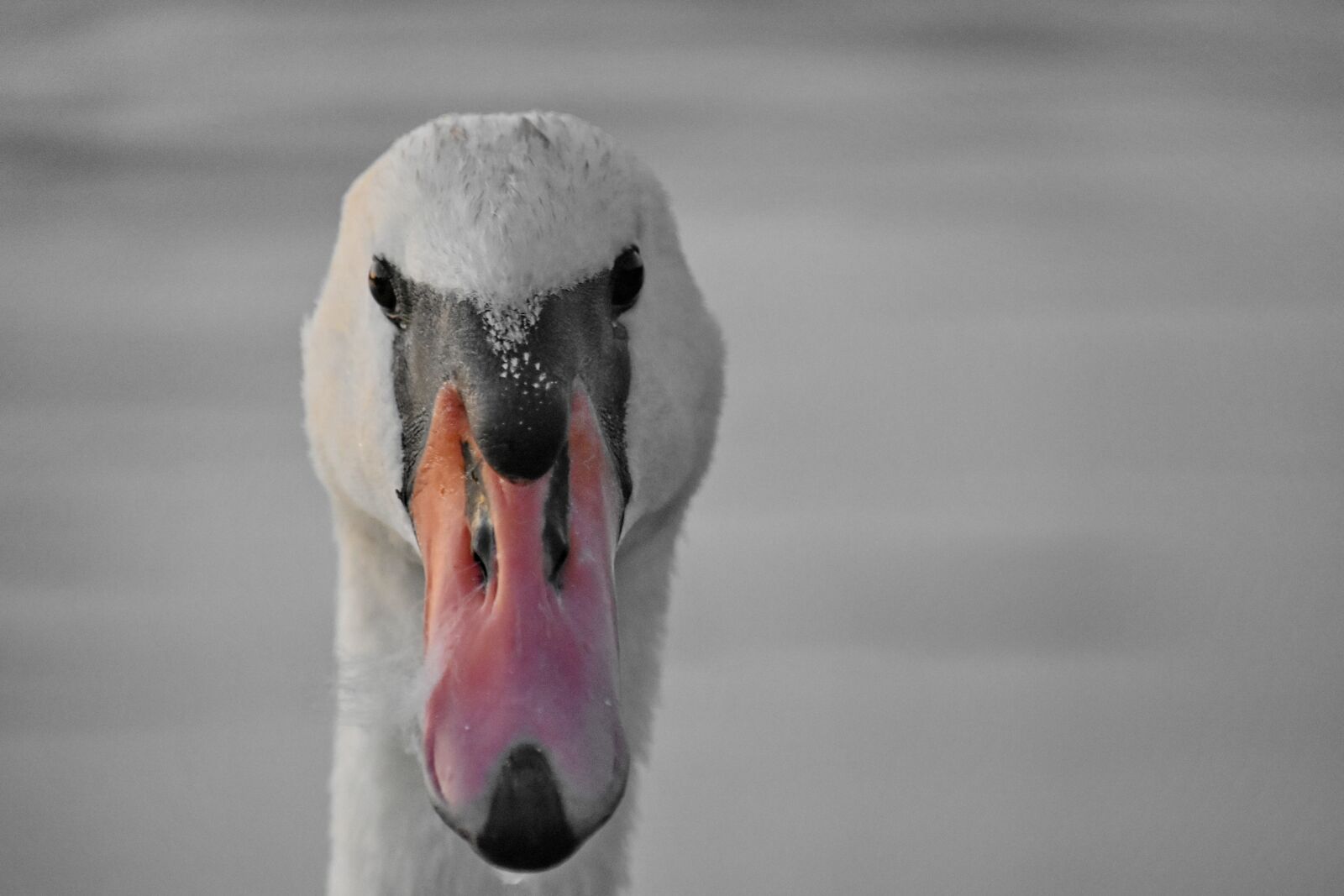 Nikon D5500 sample photo. Beak, close-up, eyes, portrait photography
