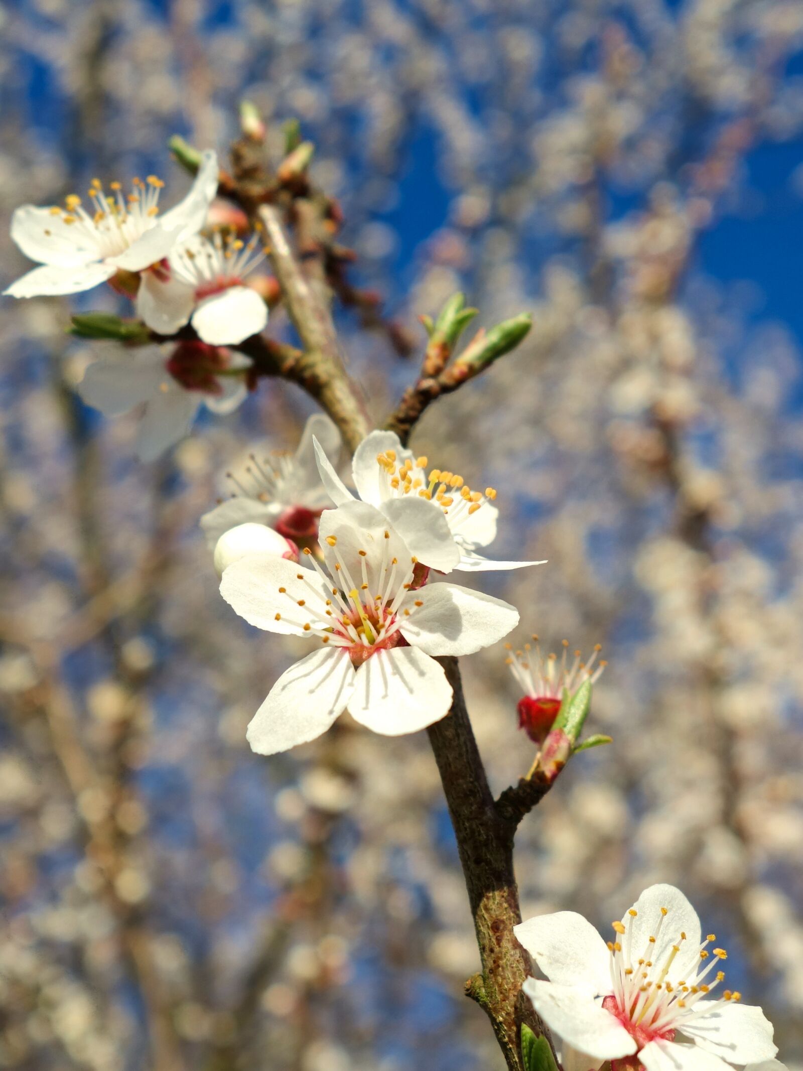 Sony Cyber-shot DSC-RX100 sample photo. Blossom, spring, flora photography