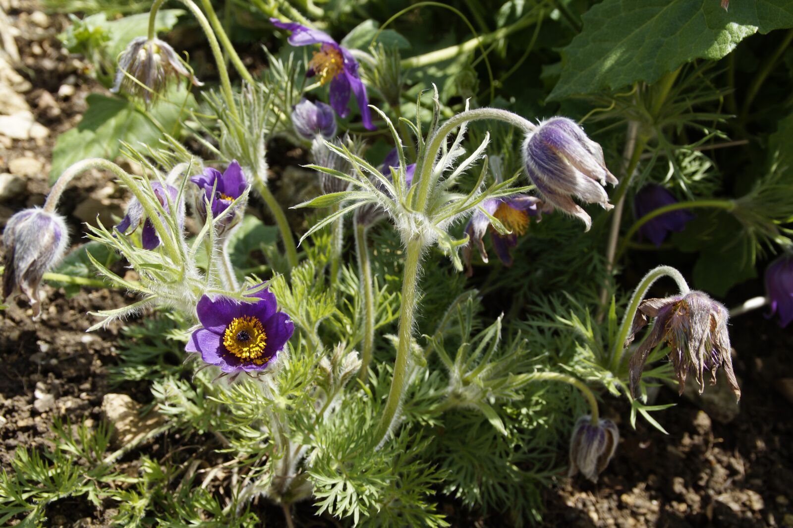 Sony SLT-A58 sample photo. Pasque flower, pulsatilla, plant photography