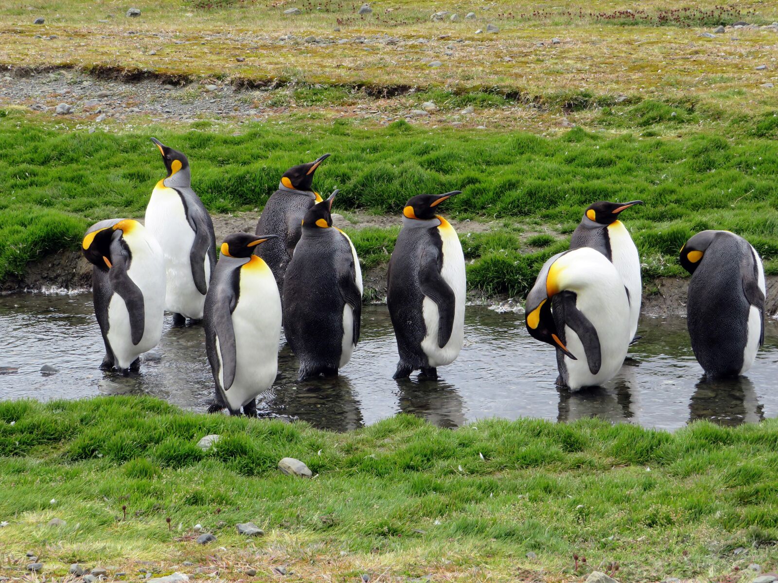 Canon PowerShot SX540 HS sample photo. South georgia, penguin, king photography