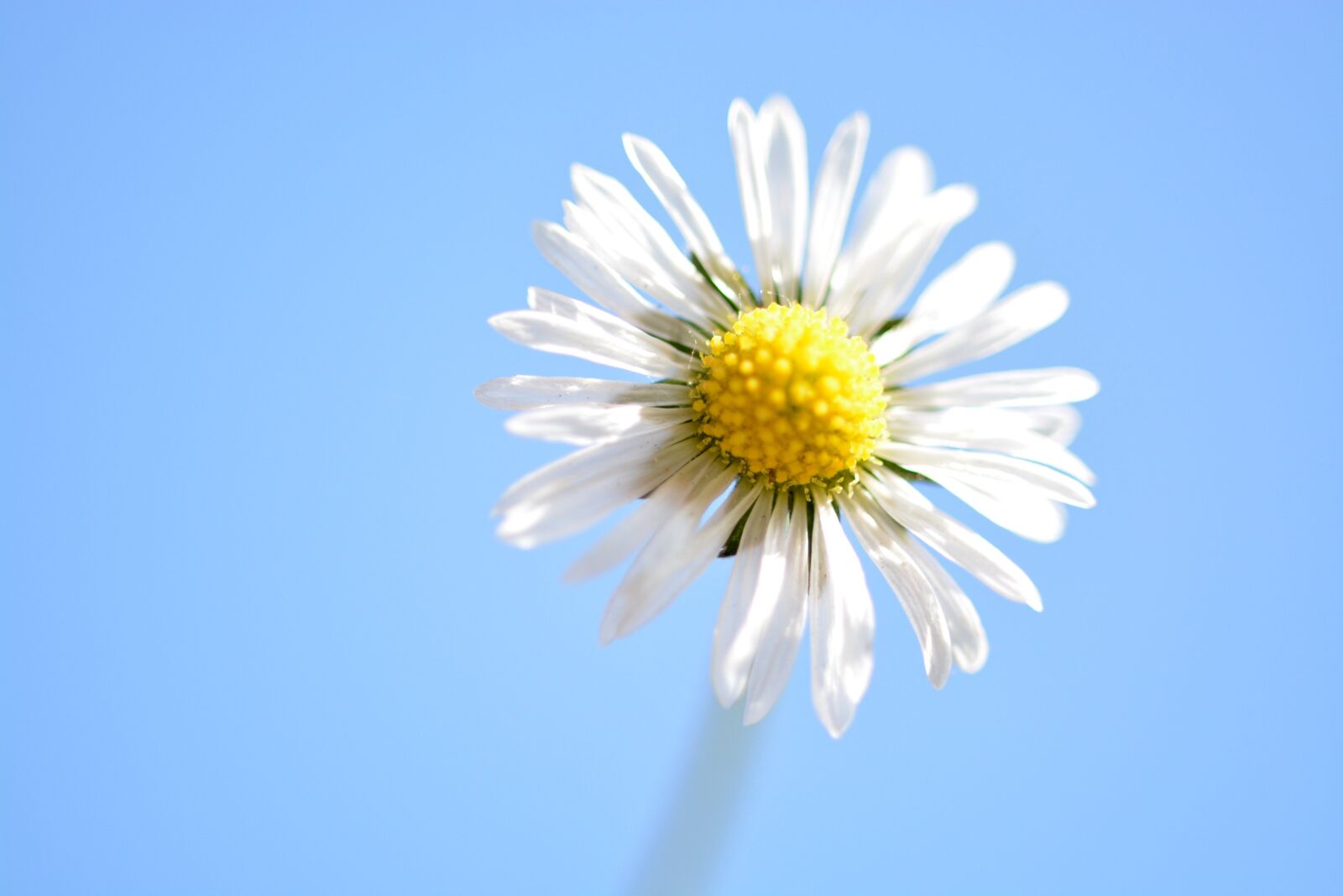 Nikon D5200 sample photo. Geese flower, yellow, daisy photography