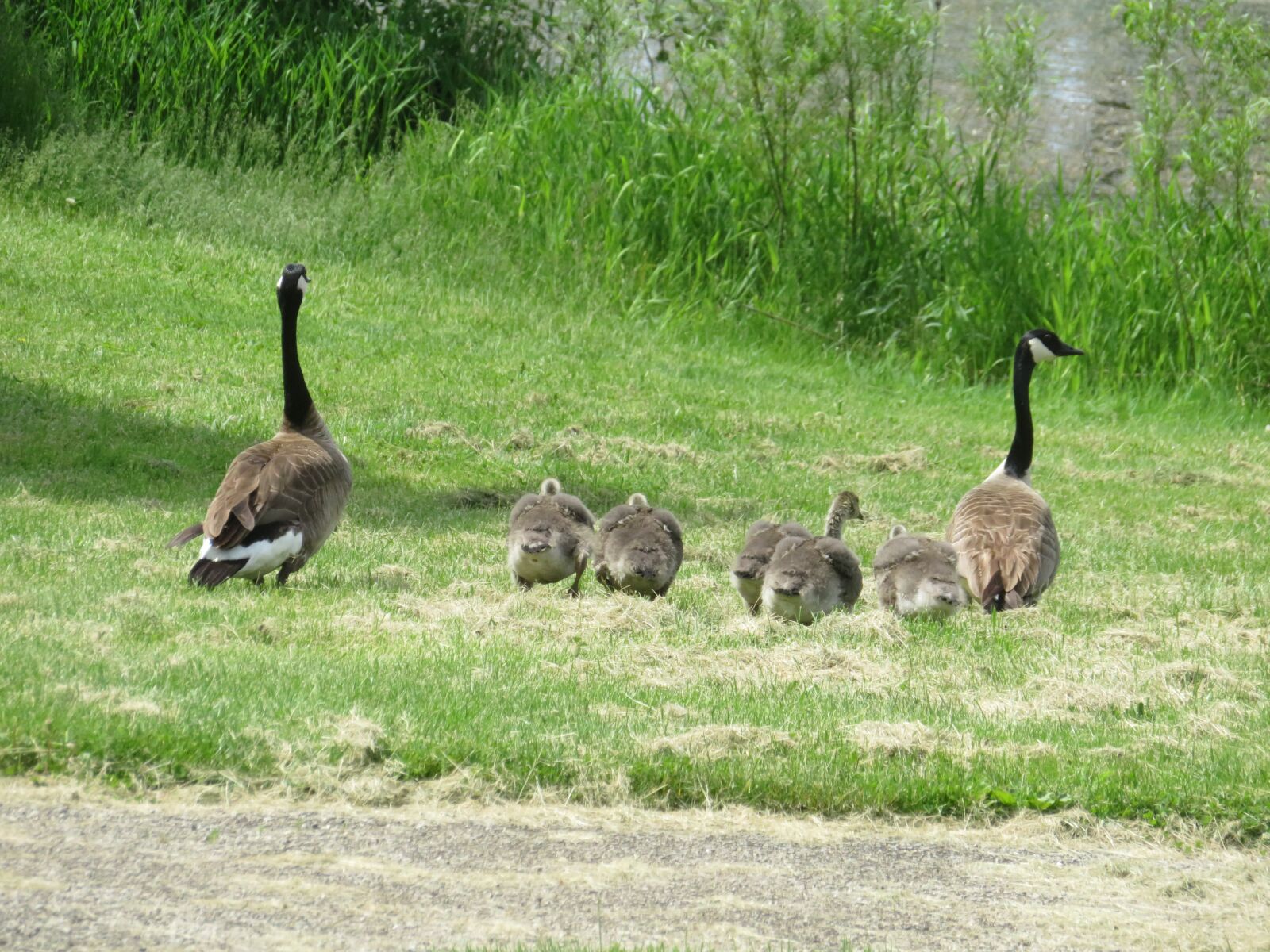 Canon PowerShot SX720 HS sample photo. Geese, field, meadow photography