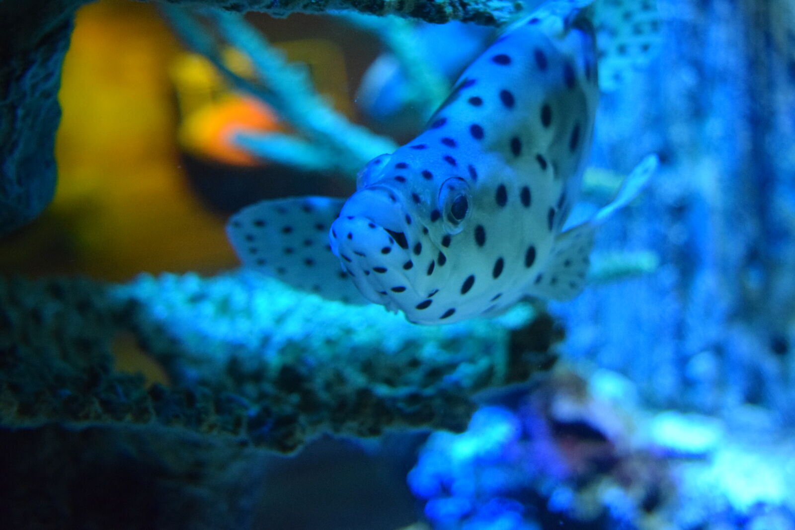 Nikon D3300 sample photo. Fish photography