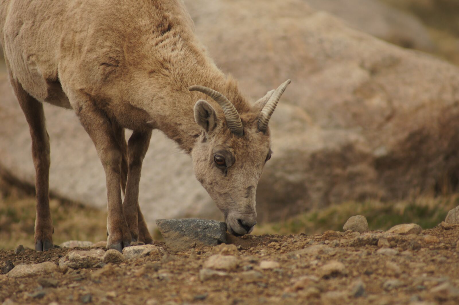 Sony SLT-A55 (SLT-A55V) sample photo. Goat, mountain goat, ram photography