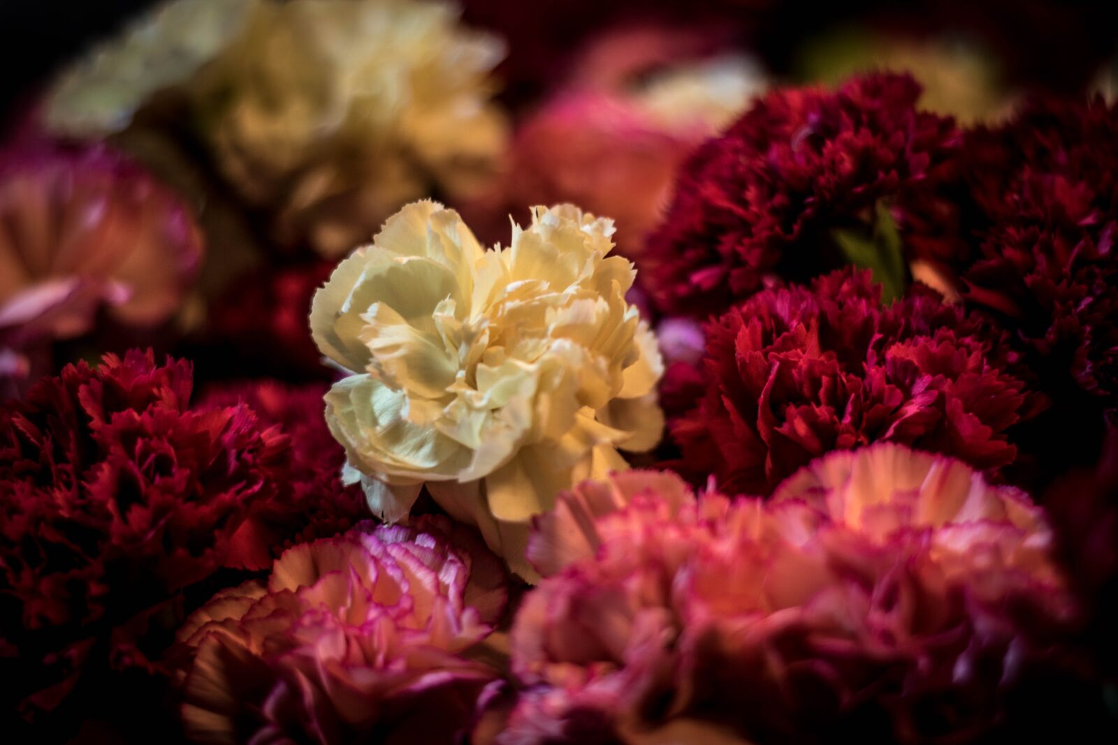 Nikon D5500 sample photo. Flower, natural, color photography