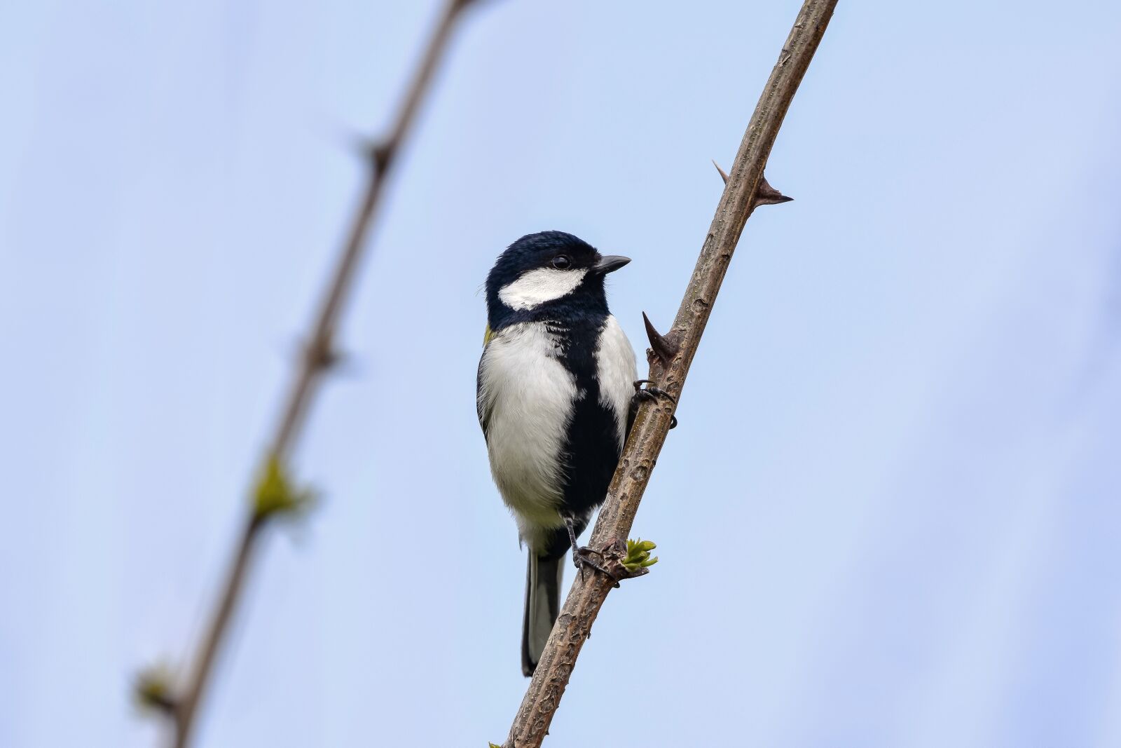 Nikon D7200 sample photo. Animal, sky, wood photography