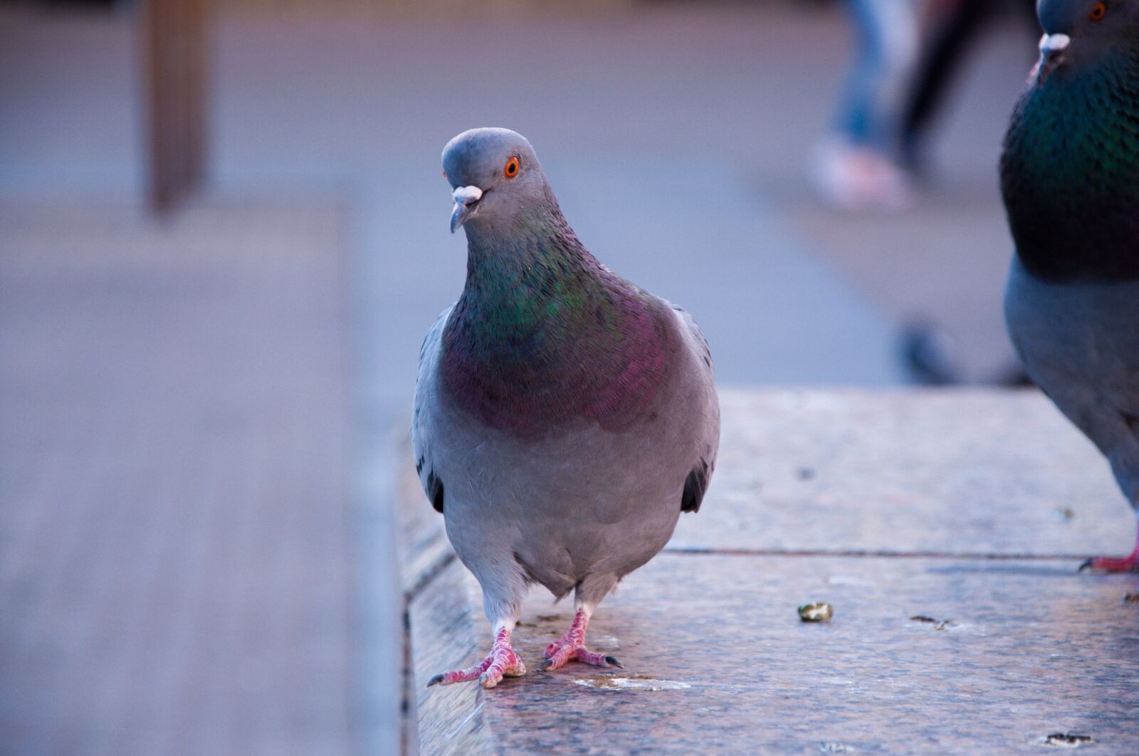 Nikon D90 sample photo. Pigeon, city, bird photography