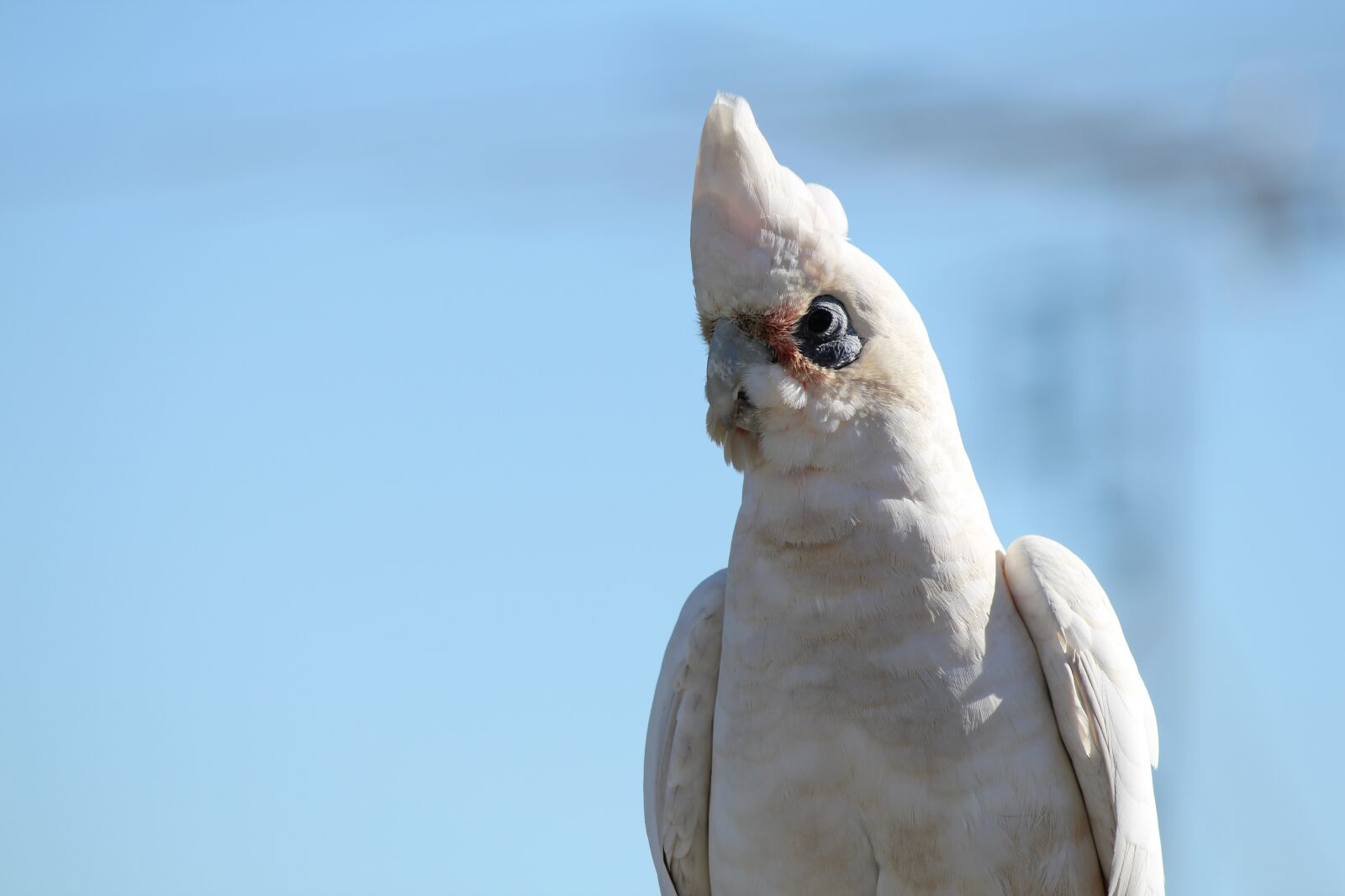 Canon EOS 550D (EOS Rebel T2i / EOS Kiss X4) sample photo. Parrot, white cockatoo, bird photography