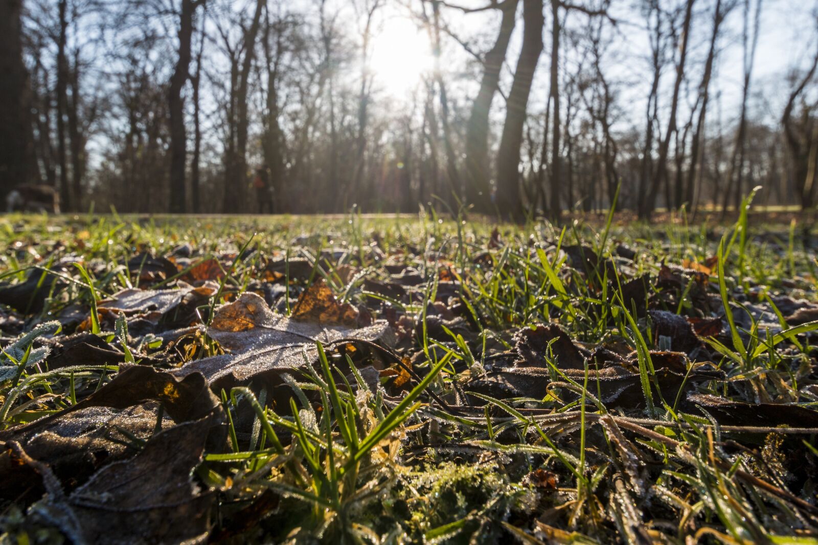 Canon EOS 70D sample photo. Sun, nature, backlighting photography