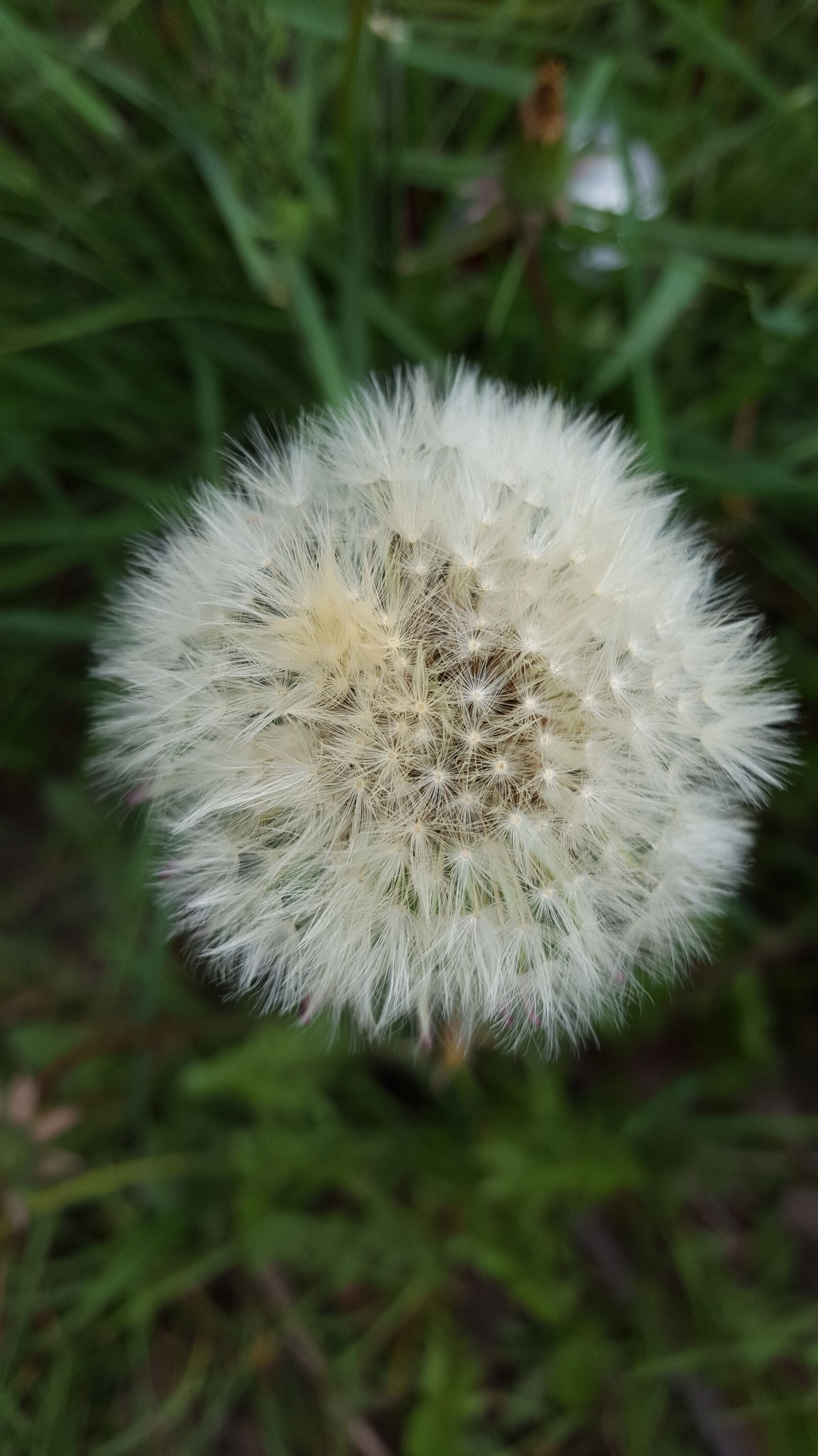 Samsung Galaxy S6 sample photo. Dandelion, fluff, flower photography