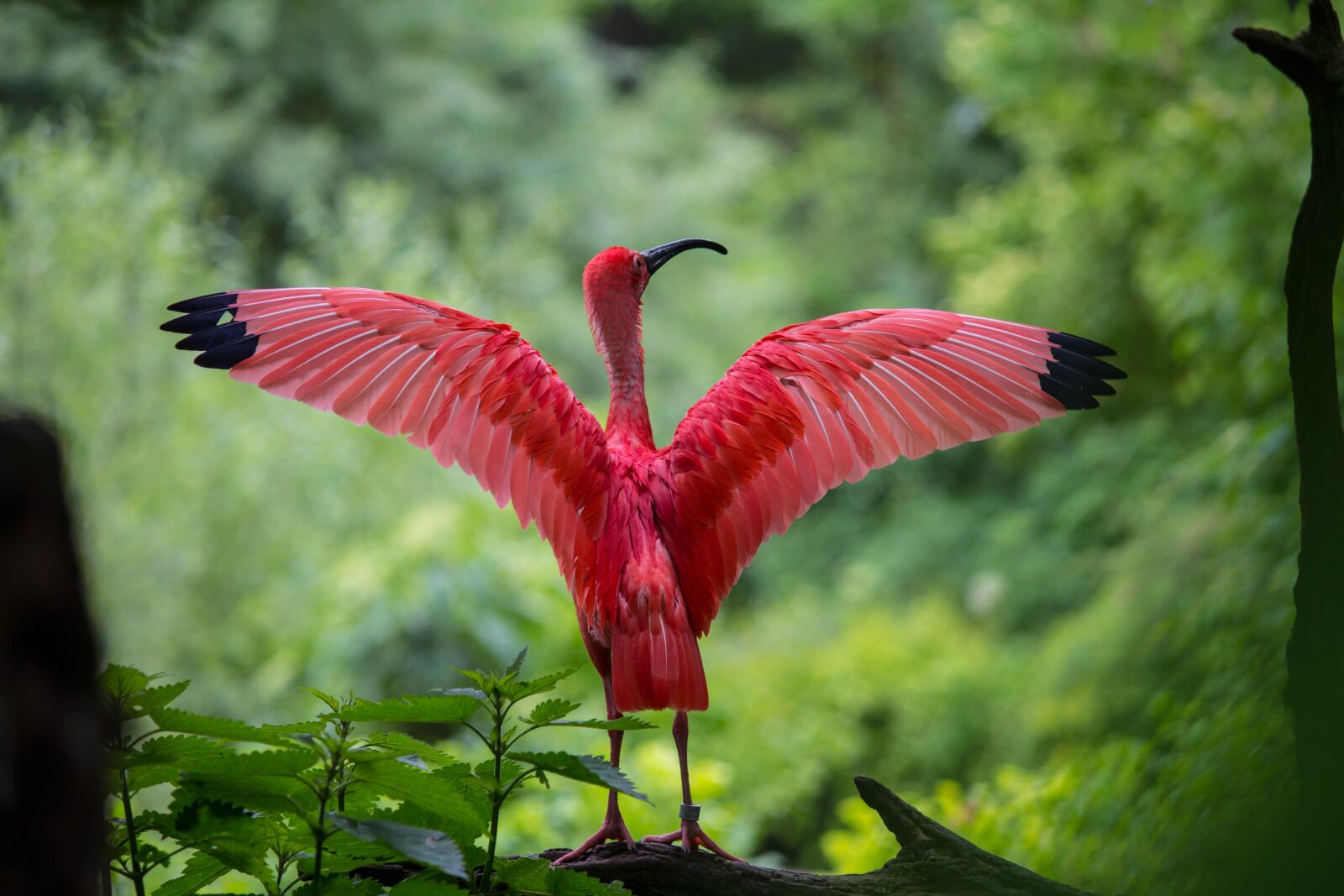 Canon EF-S 55-250mm F4-5.6 IS II sample photo. Ibis, bird, red photography