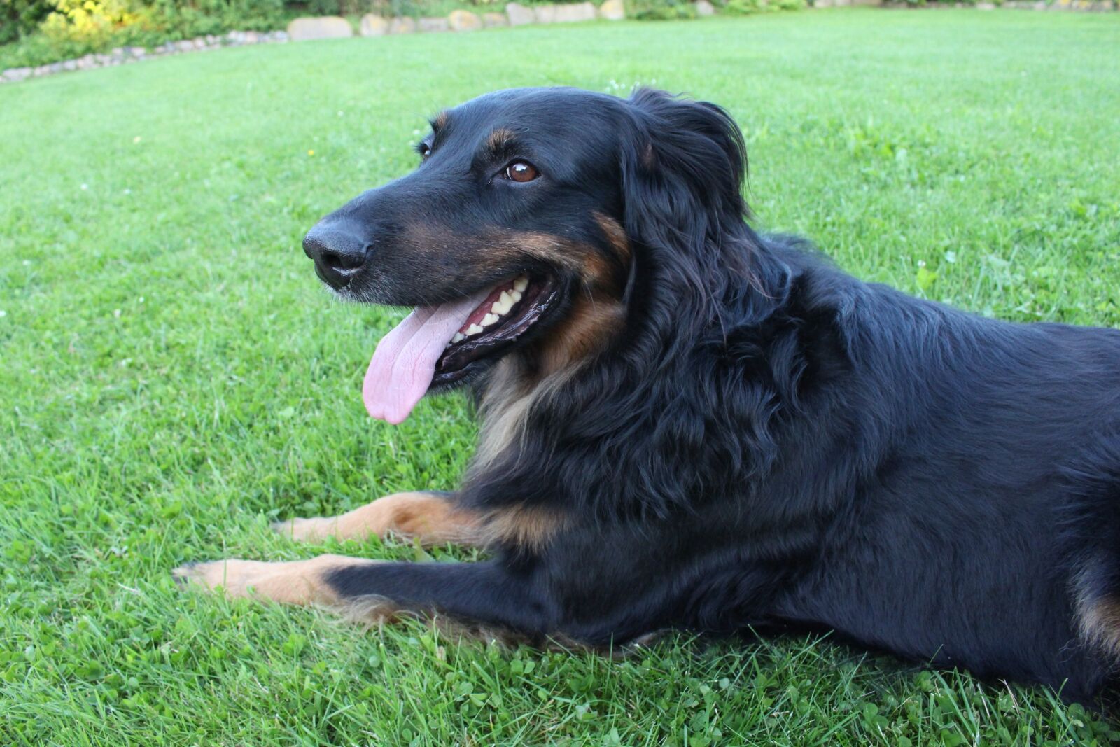 Canon EOS 700D (EOS Rebel T5i / EOS Kiss X7i) sample photo. Dog, hovawart, animal photography