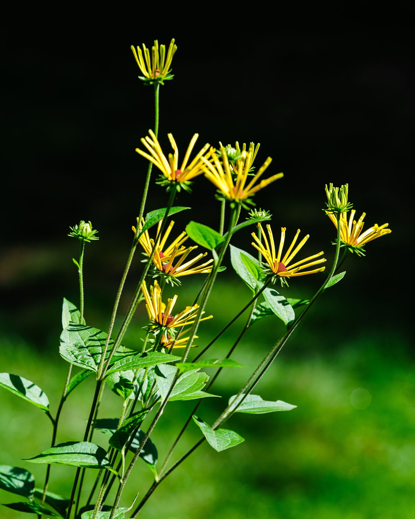 Tamron SP 70-200mm F2.8 Di VC USD sample photo. Flower, nature, flora photography