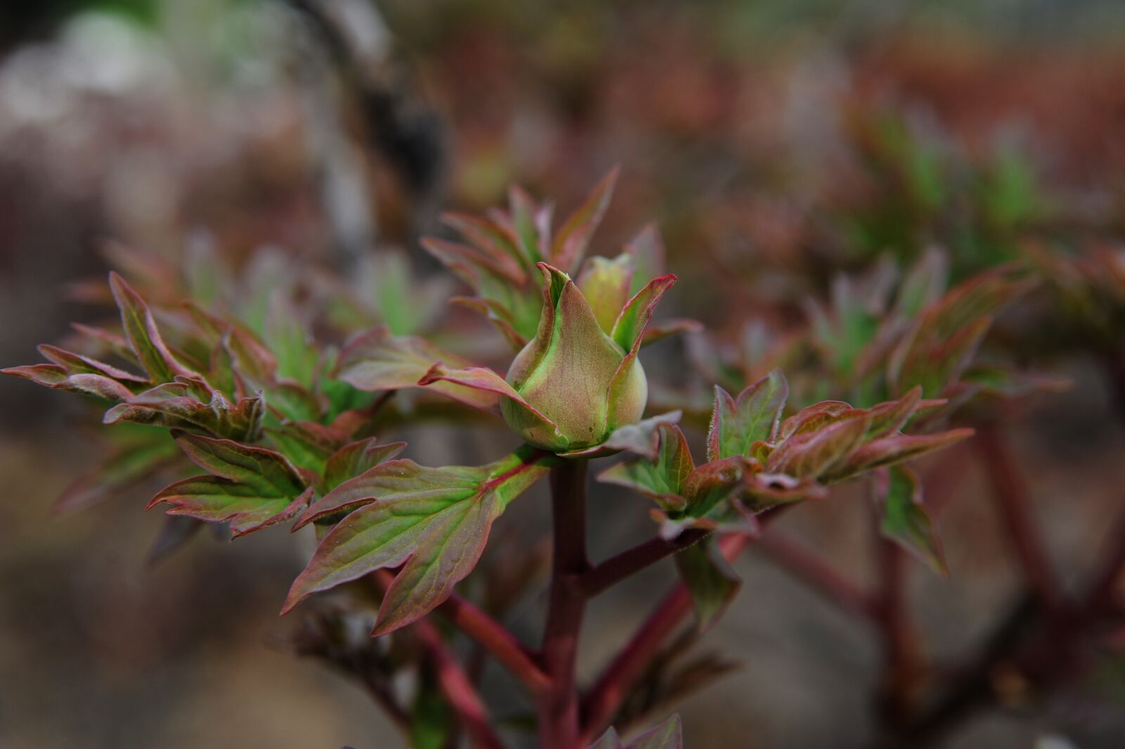 Nikon D700 sample photo. Peony buds, peony, spring photography