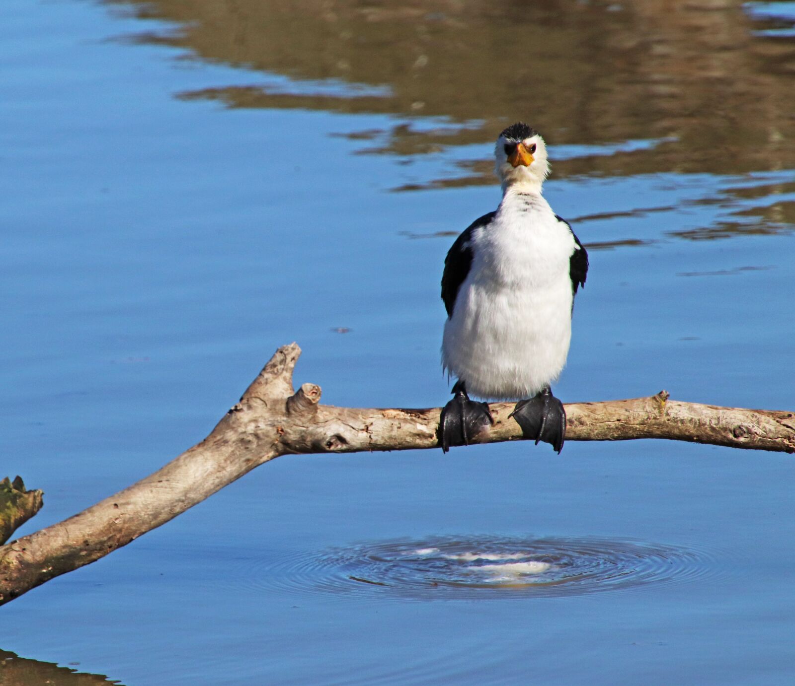 Canon EOS 800D (EOS Rebel T7i / EOS Kiss X9i) sample photo. Bird, cormorant, shag photography