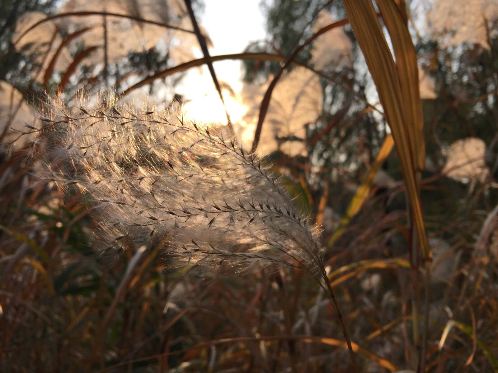 iPhone 6 Plus back camera 4.15mm f/2.2 sample photo. Yimiyangguang, reed, breeze photography