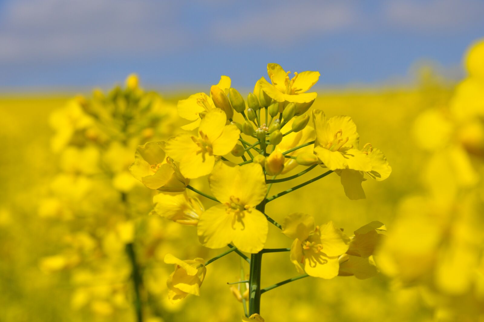 Nikon D90 sample photo. Rapeseed, flowers, agriculture photography