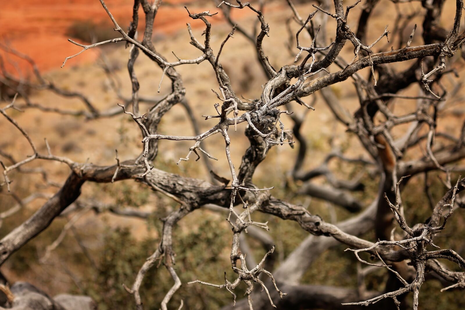 Canon EOS 70D sample photo. Red rock canyon, las photography