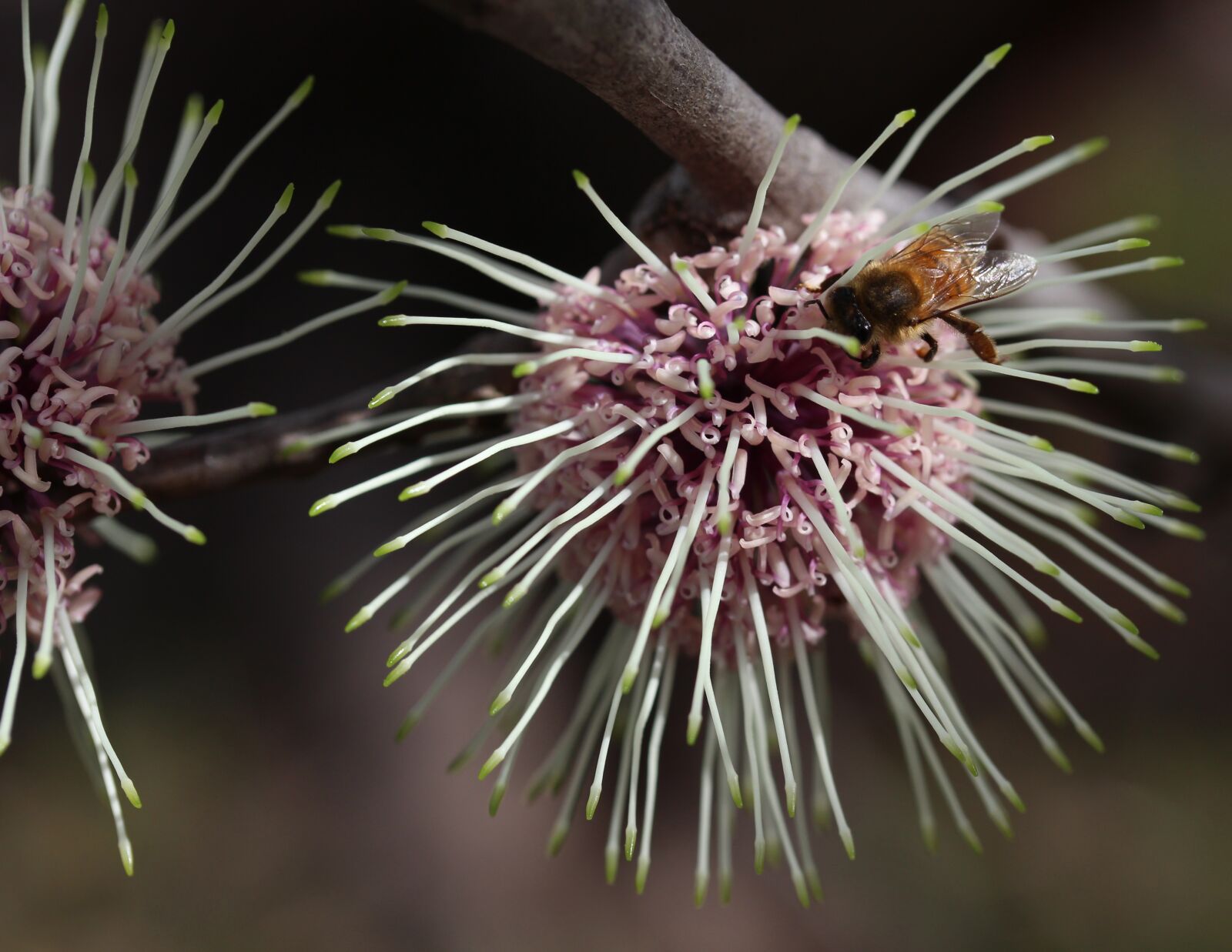 Canon EOS 700D (EOS Rebel T5i / EOS Kiss X7i) sample photo. Pollination, bee, pin-cushion hakea photography