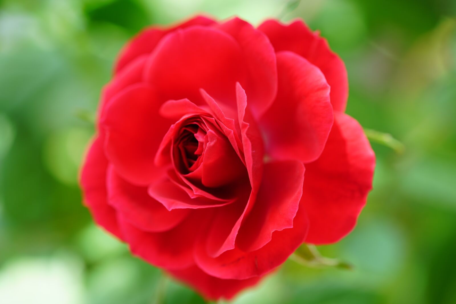 Sony a7R II + Sony FE 90mm F2.8 Macro G OSS sample photo. Rose, red, blossom photography
