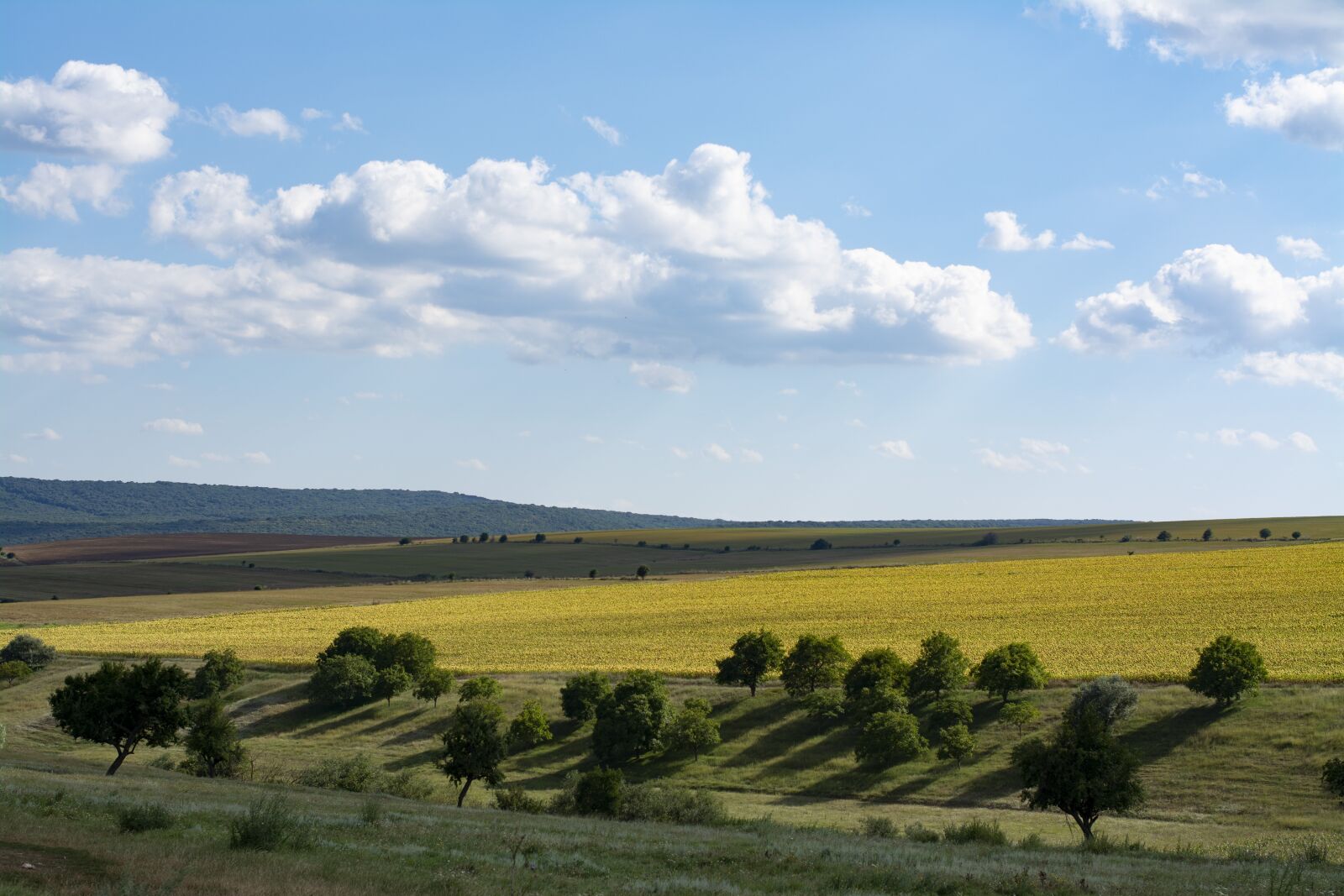 Nikon D7100 sample photo. Dobrogea, green, landscape photography