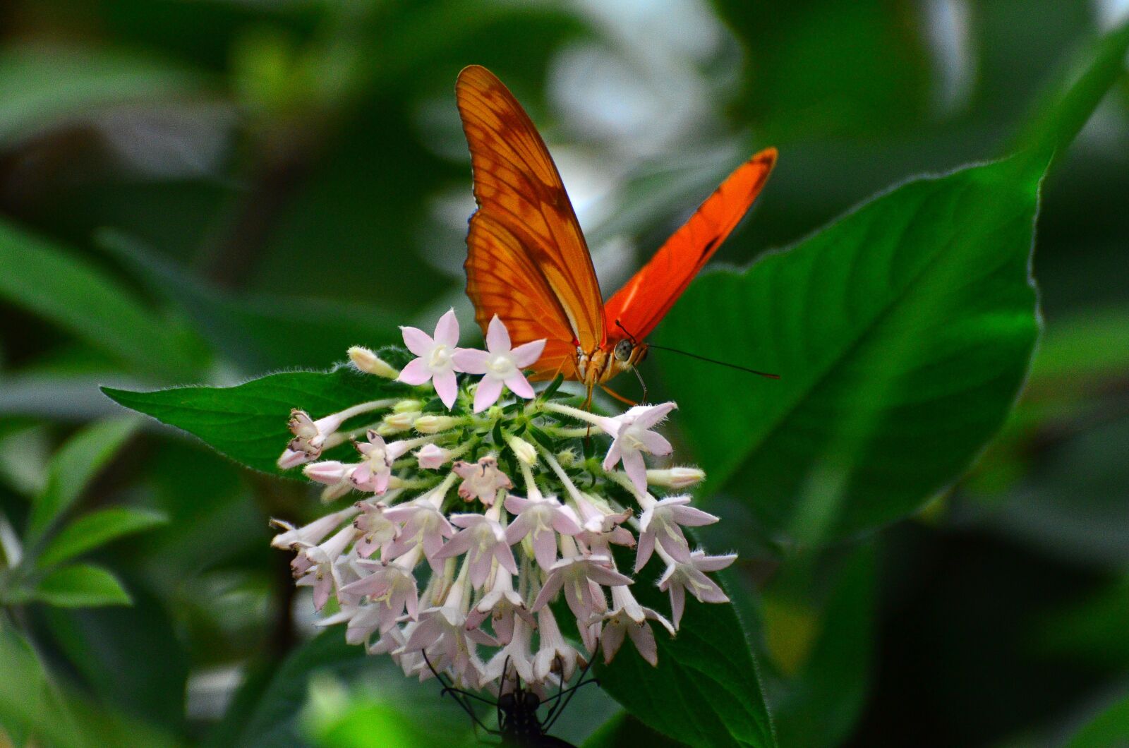 Nikon D7000 sample photo. Butterfly, nature, orange photography